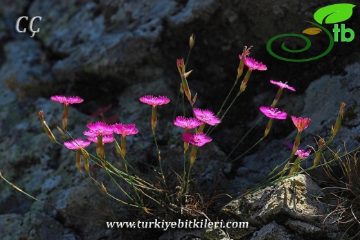 var. zonatus-İzmir