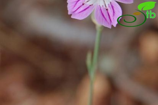 var hypochlorus-Hatay