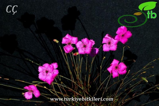 var. zonatus-İzmir