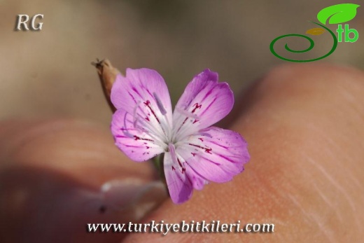 var hypochlorus-Hatay