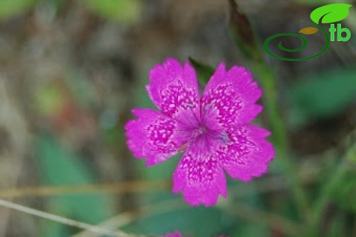 var aristatus-Gerede-Bolu