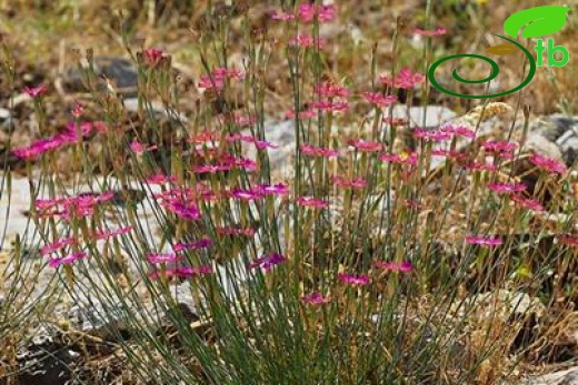 var. zonatus-İzmir