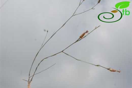 var hypochlorus-Hatay