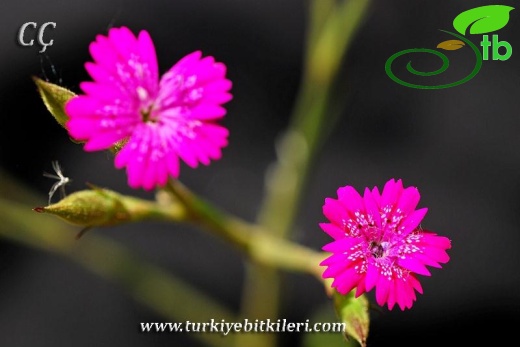 var. zonatus-İzmir