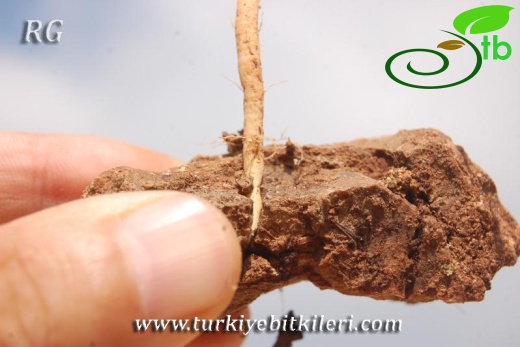 var hypochlorus-Hatay