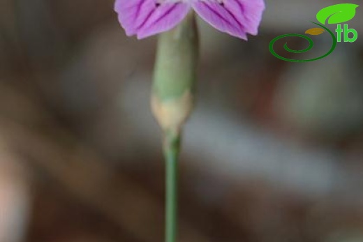 var hypochlorus-Hatay