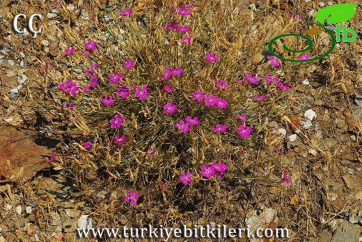 var. zonatus-İzmir
