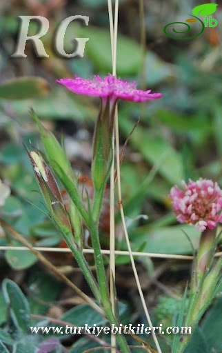 var aristatus-Gerede-Bolu