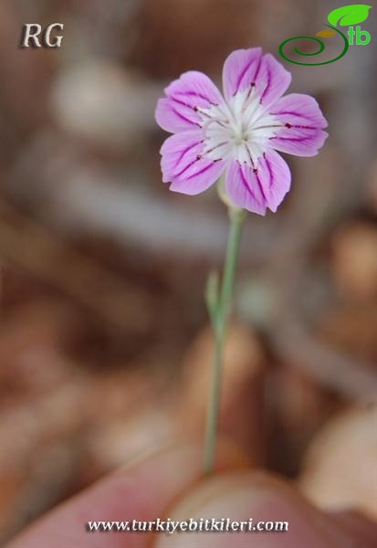 var hypochlorus-Hatay