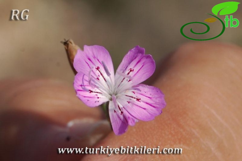 var hypochlorus-Hatay