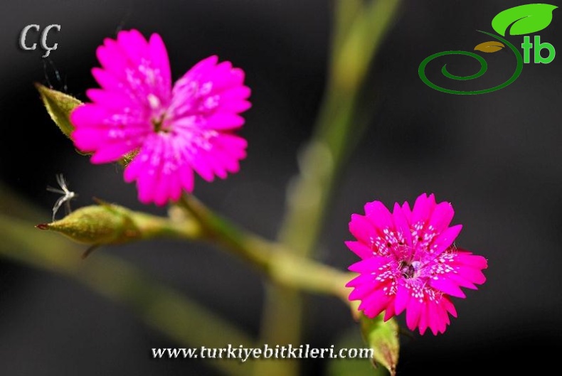 var. zonatus-İzmir