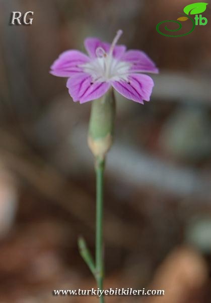 var hypochlorus-Hatay