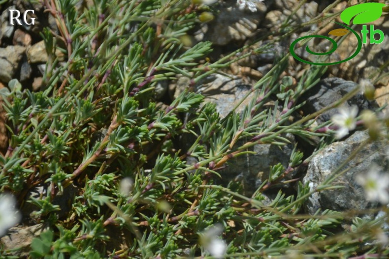 var pauciflora-Sandras dağı