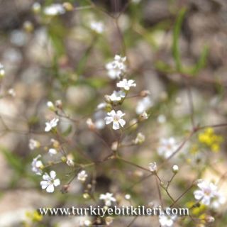 ssp minutiflora-Ulaş-Sivas