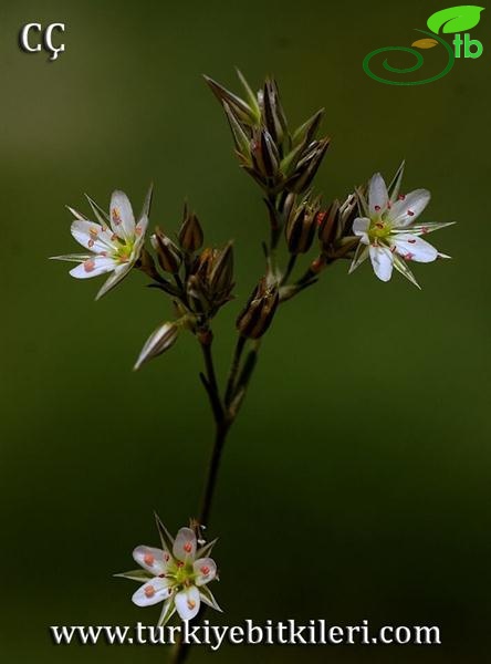 var. anatolica-Bozdağ-İzmir