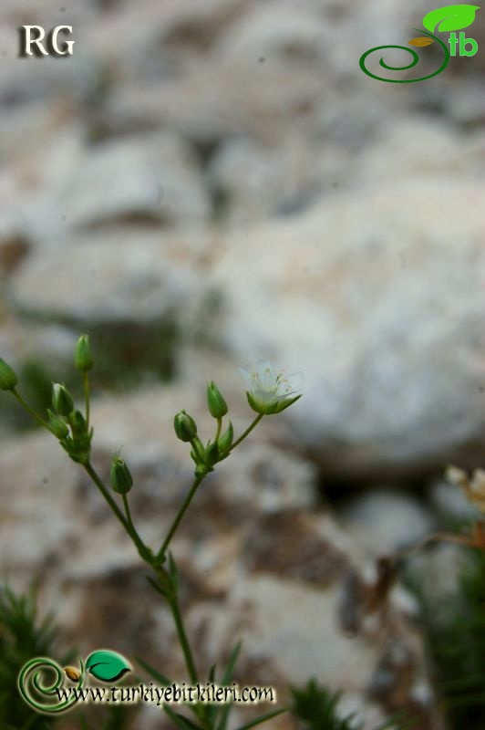 ssp falcata-Aladağlar-Niğde