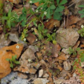 subsp. hybrida- İzmir