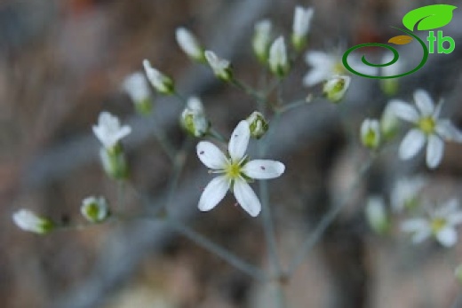 Kızılcahamam-Ankara
