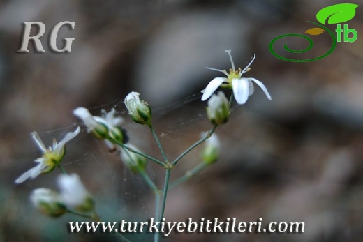 Kızılcahamam-Ankara