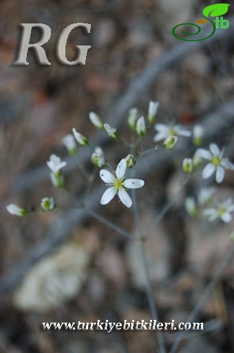Kızılcahamam-Ankara