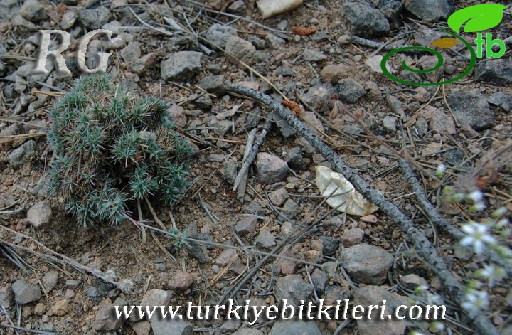 Kızılcahamam-Ankara