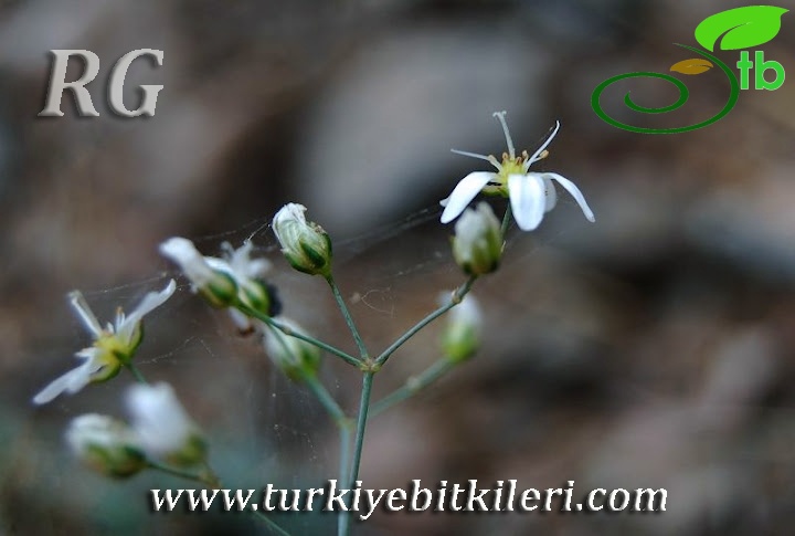 Kızılcahamam-Ankara