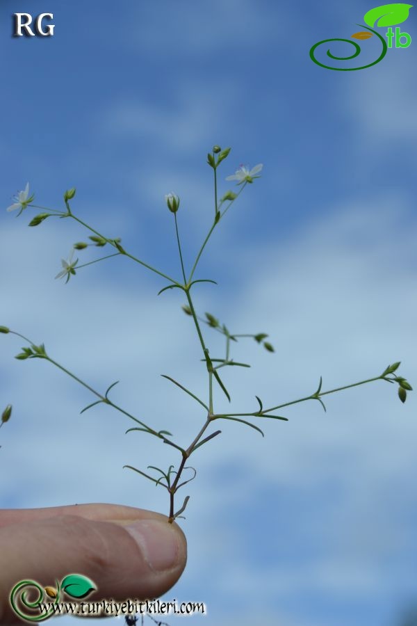 ssp mesogitana-Marmaris-Muğla