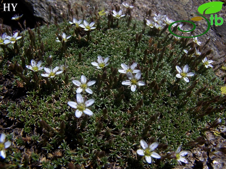 subsp. carica- İzmir