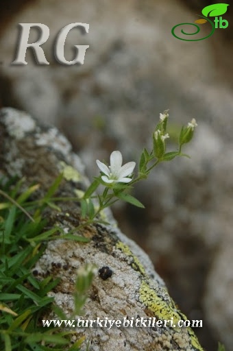 ssp tmolea-Bozdağ-İzmir