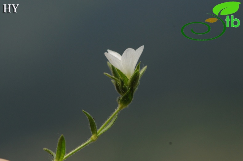 subsp. tmolea- İzmir