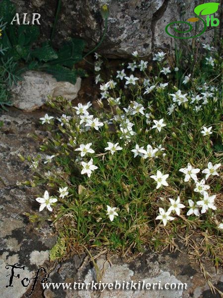 subsp. kabylica-İtalya