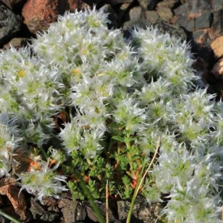 subsp. kurdica var. kurdica-Bayburt