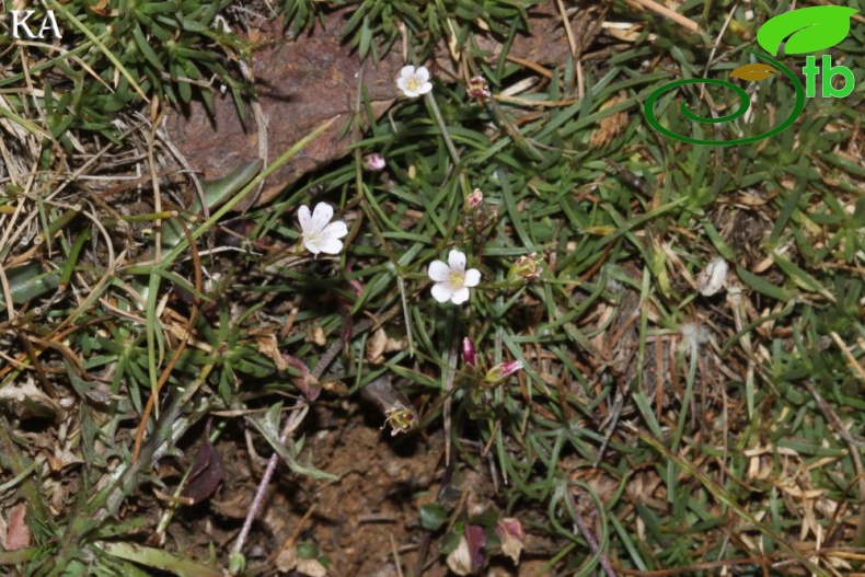 Sandras dağı