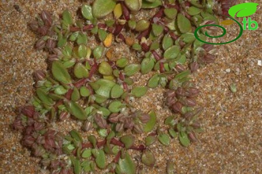 subsp. diphyllum-İtalya