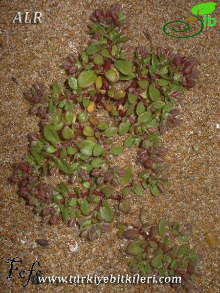 subsp. diphyllum-İtalya