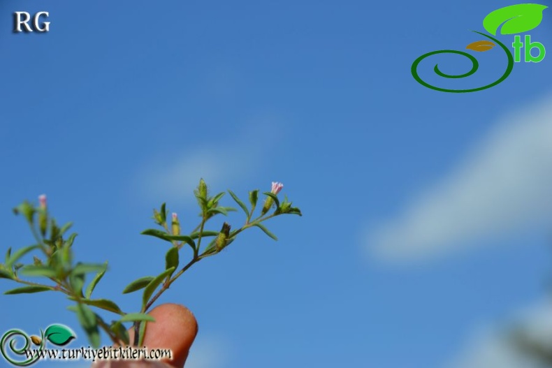 Boncuk dağları-Burdur