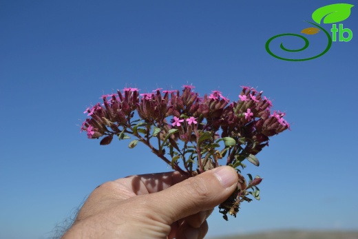 ssp prostrata Sivas