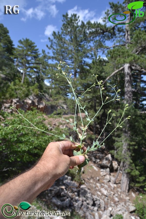 Boncuk dağları-Burdur