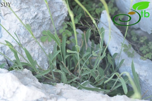 var. ilarslanii- Akseki