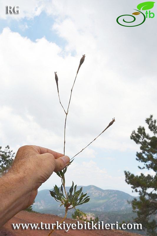 var idaea-Sandras dağı-Köyceğiz