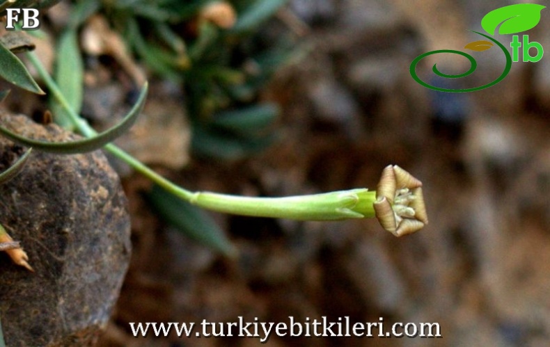 var idaea-Sandras dağı-Köyceğiz