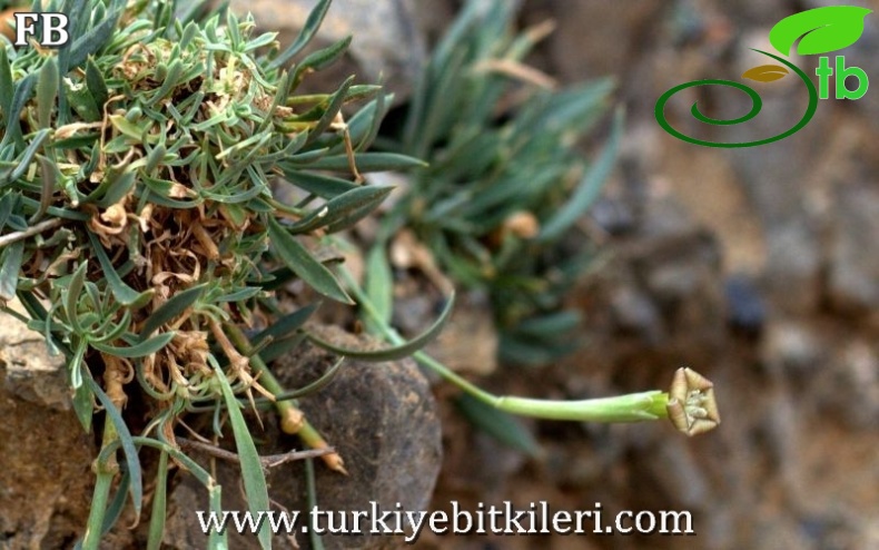 var idaea-Sandras dağı-Köyceğiz