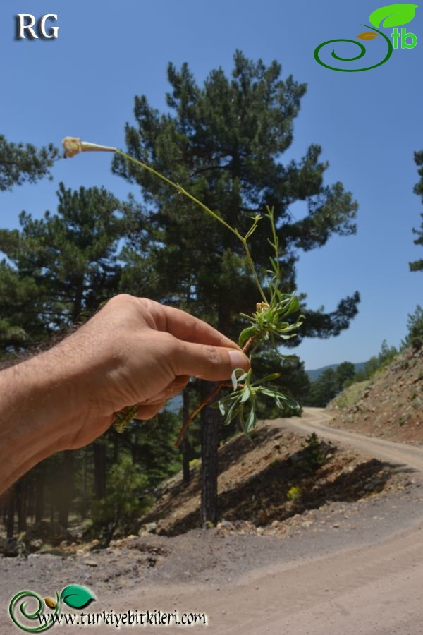 var idaea-Sandras dağı-Köyceğiz
