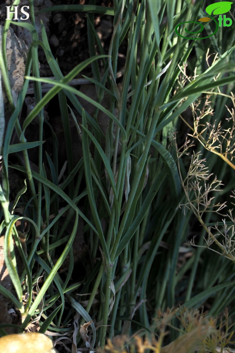 var caramanica-Hadim