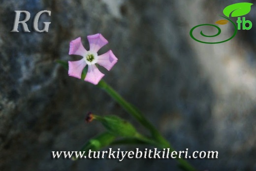 Erdemli-Mersin