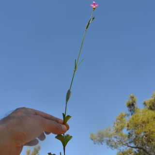 Datça