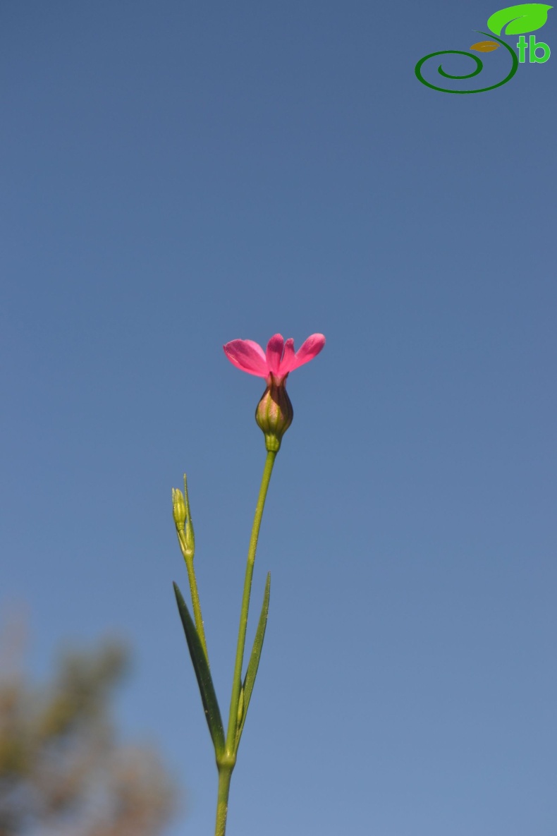 Datça