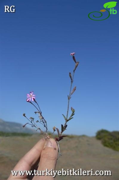 Datça-Muğla