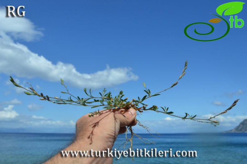 Datça-Muğla