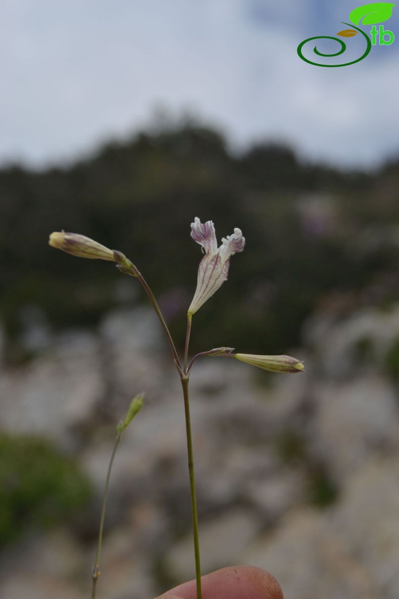 Datça